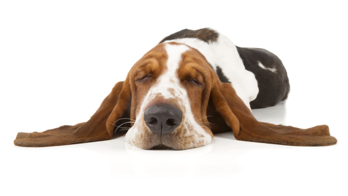 Floppy, Wiggly, Spectacular: The Cult of the Basset Hound - Pacific Standard
