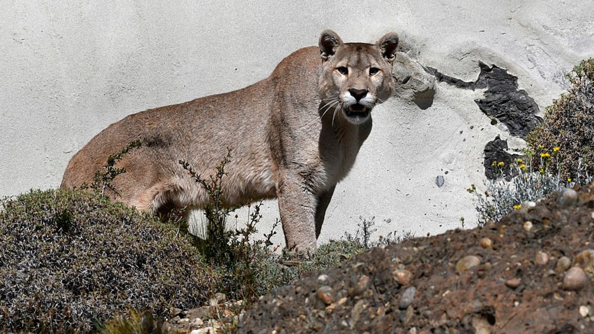 Why Puma Population Control Is Not Necessarily a Hunters Pacific Standard