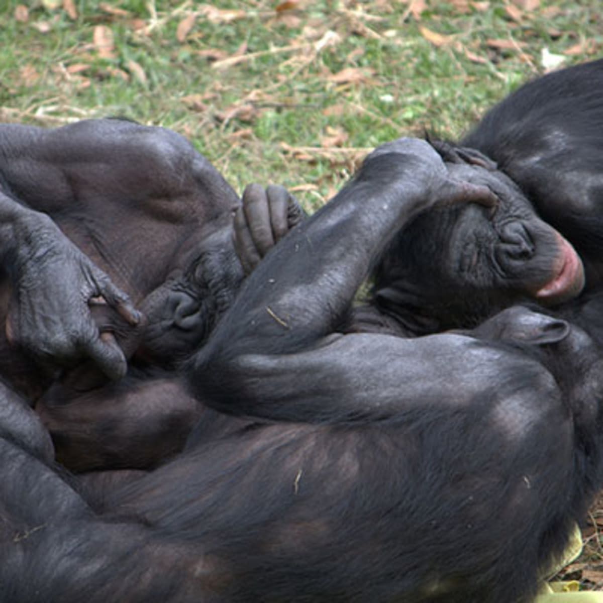 Pacifische eilanden handel ga winkelen Bonobos Have Lots of Sex, Are Awesome, May Hold Key to Our Past - Pacific  Standard