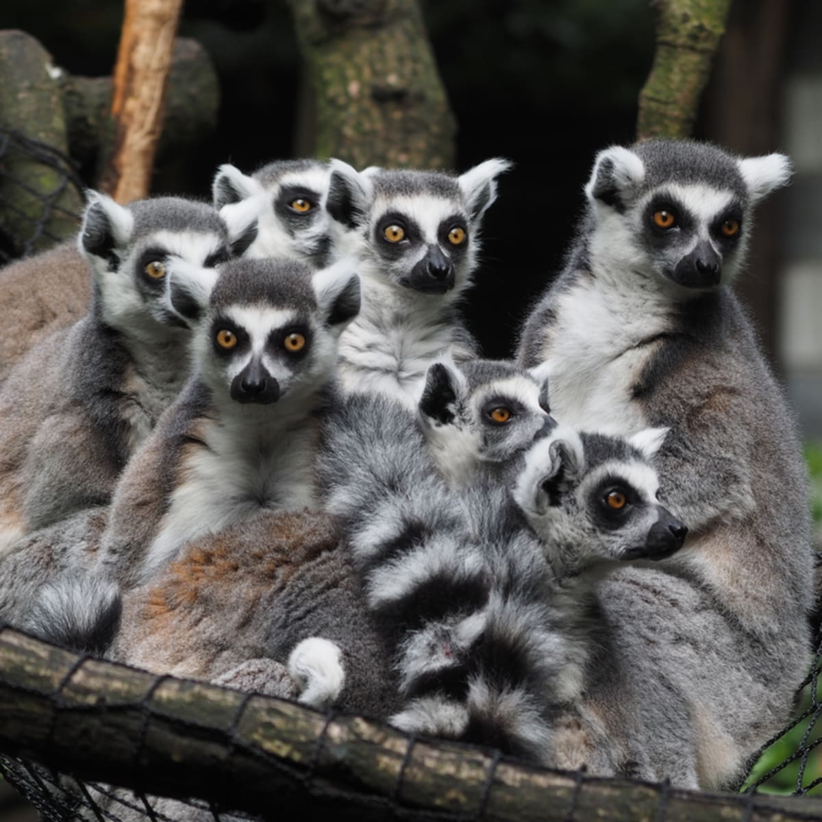 Lemurs Like to Chit-Chat Too - Pacific Standard