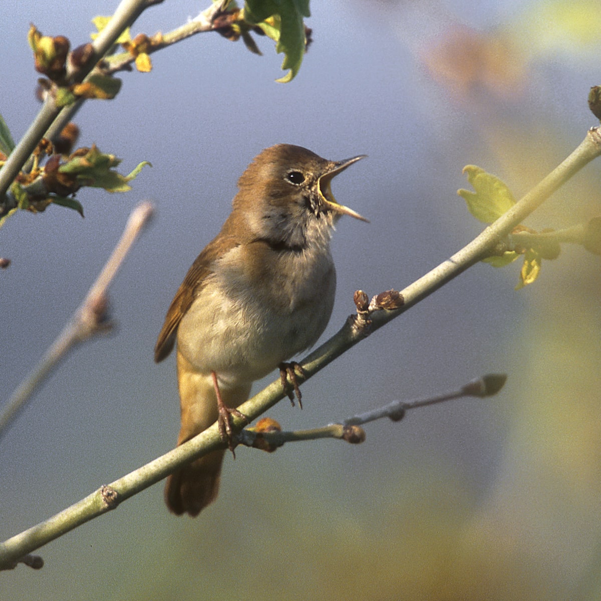 Bird sounds. Singing nightingale. Amazing bird song 