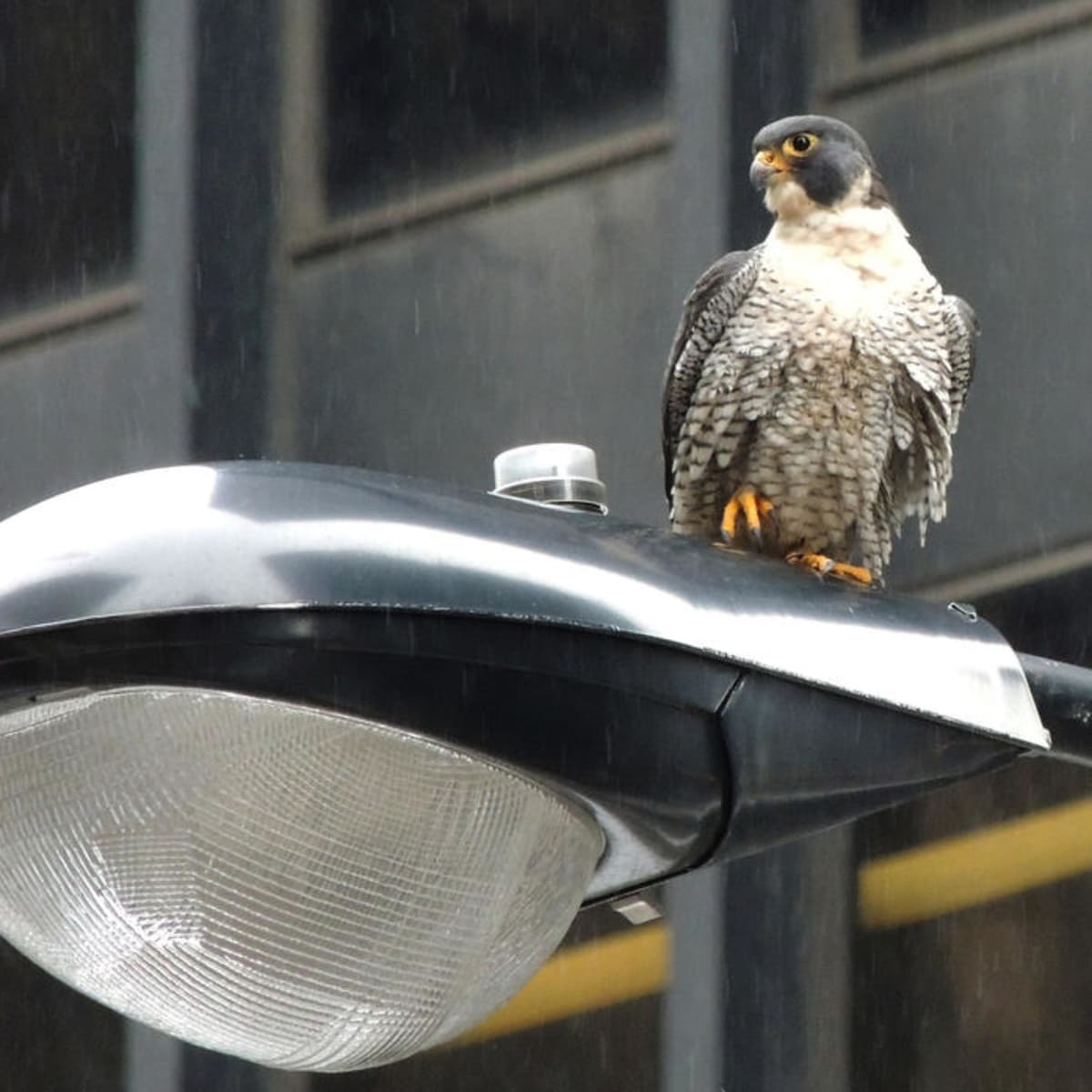 How Do You Save Peregrine Falcons Send Them To The City Pacific Standard