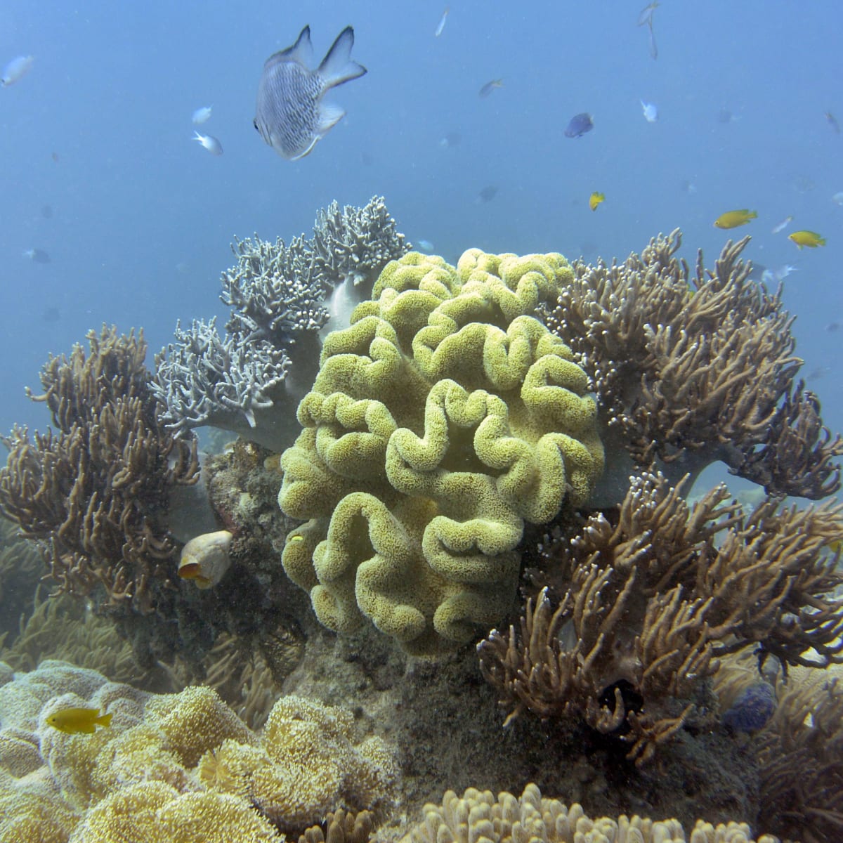 Plastic pollution on the world's coral reefs
