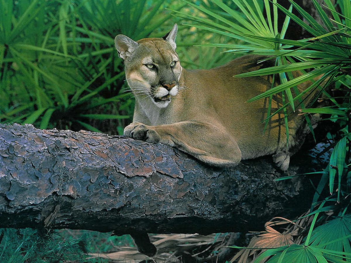 Florida panthers may move farther north in state