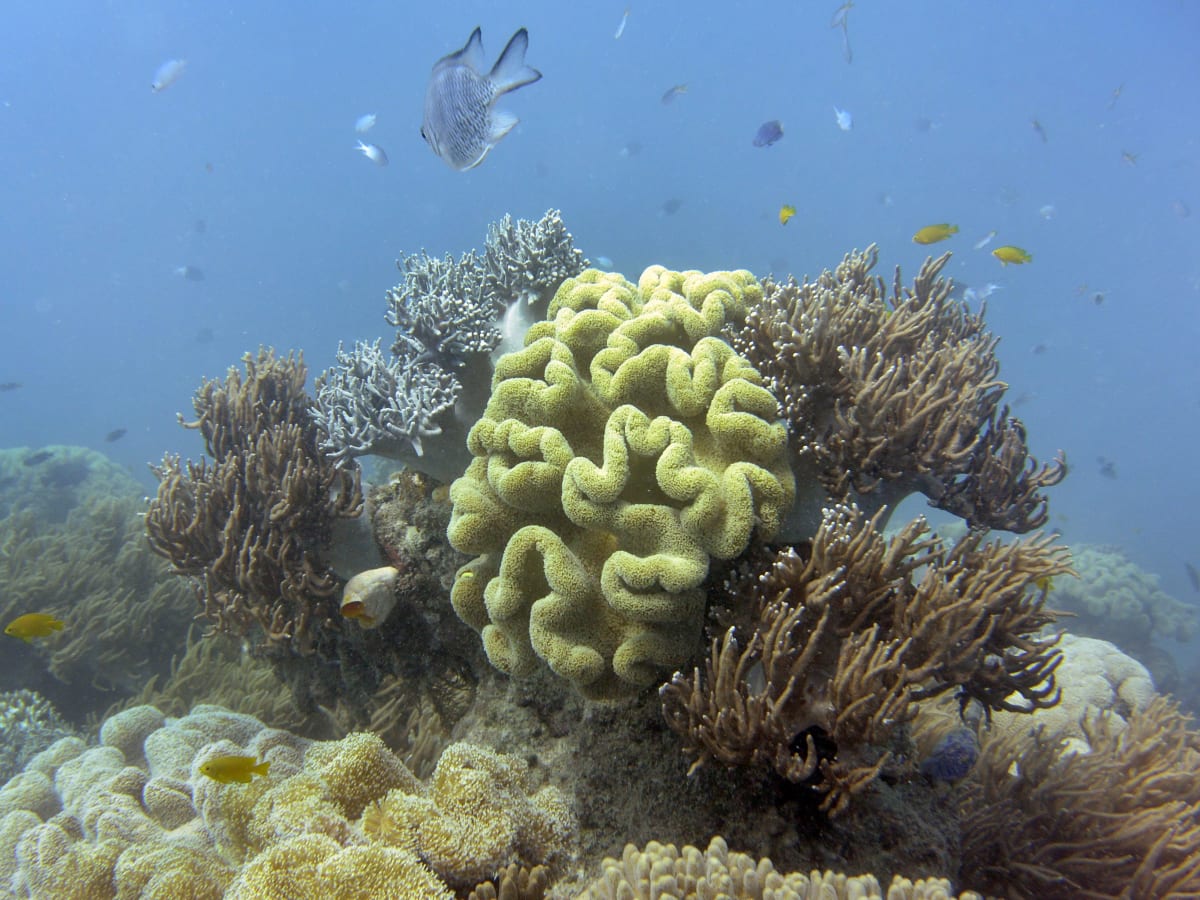 Behind the Restorative Coral - Pacific Standard