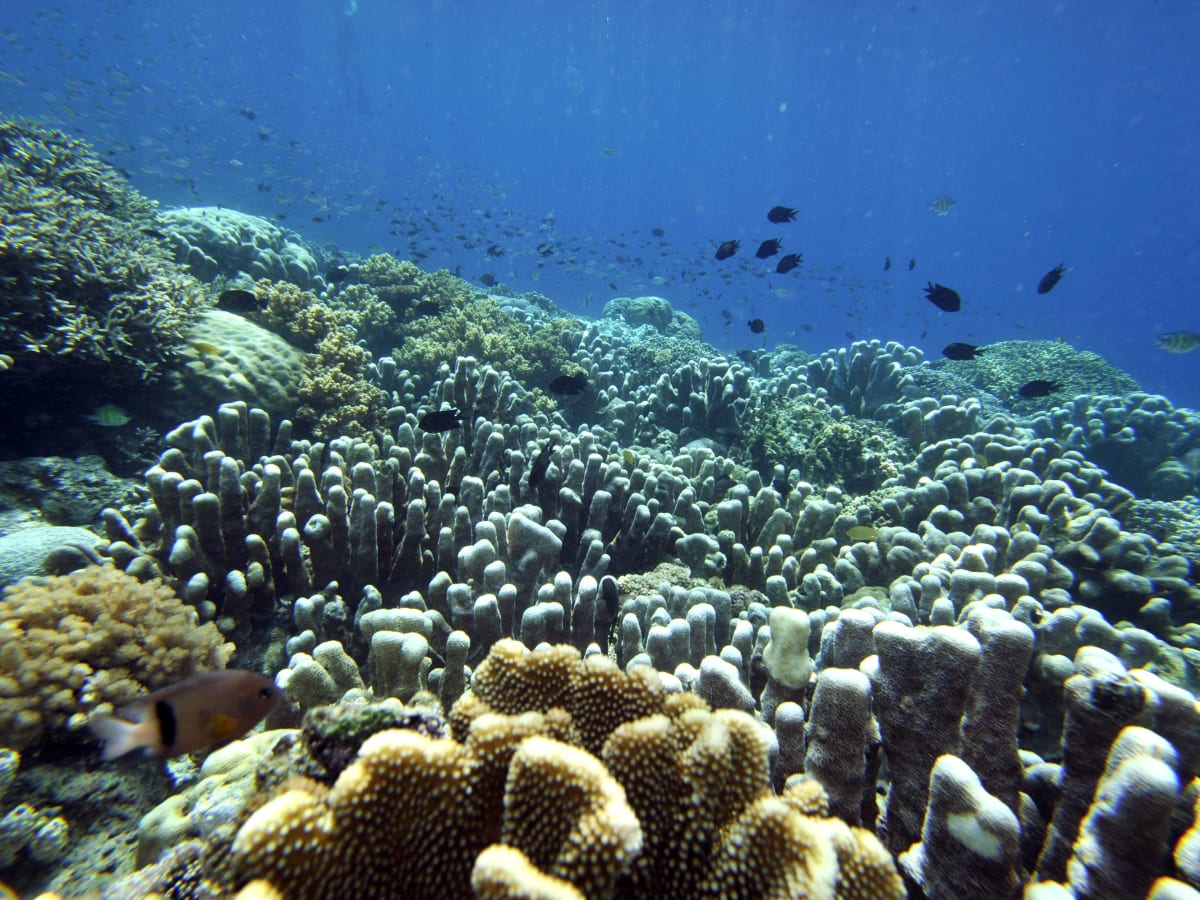 How Coral Bleaching Events Affect Ecological Diversity - Pacific Standard