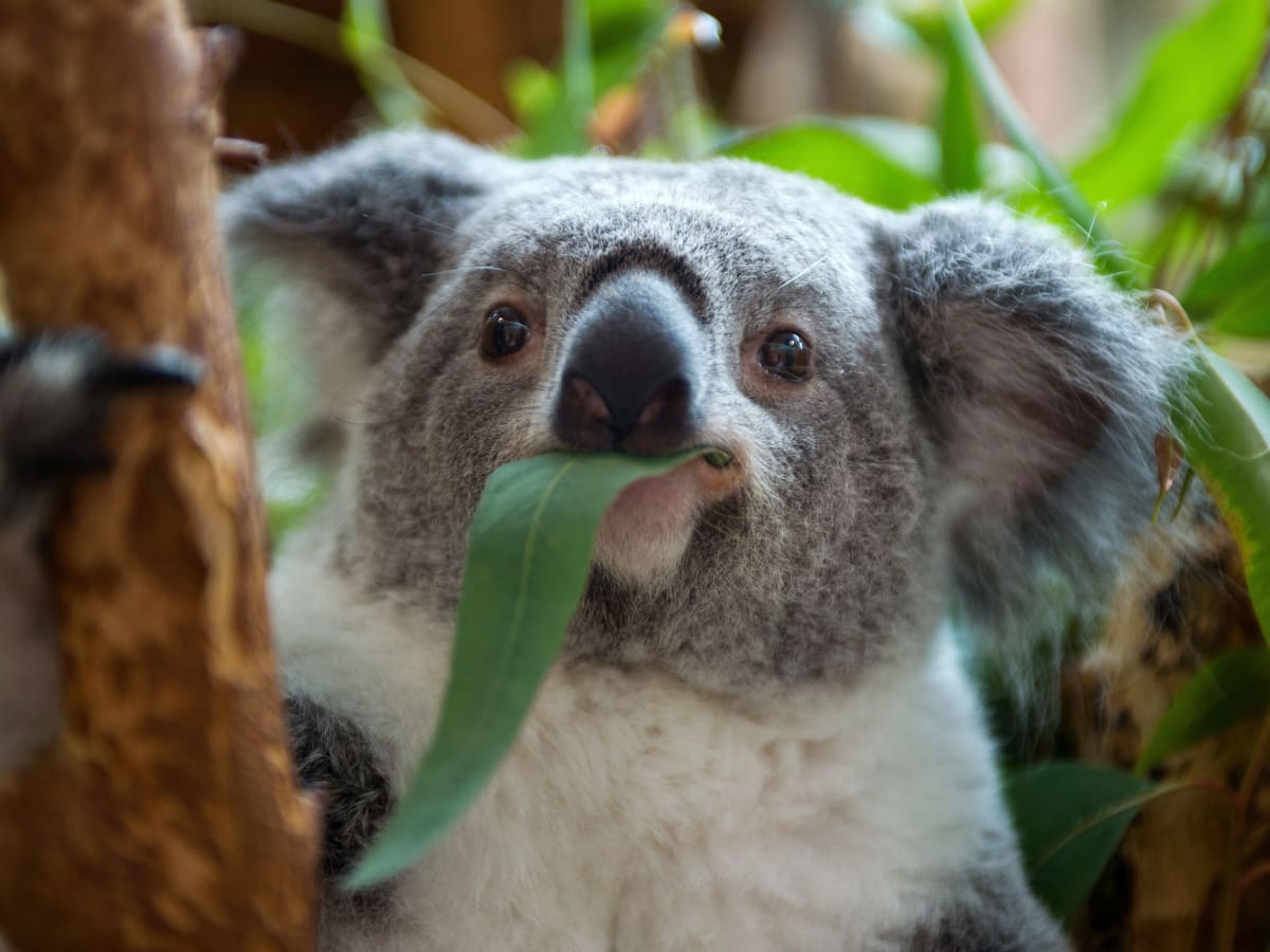 Koalas are now 'functionally extinct,' experts say