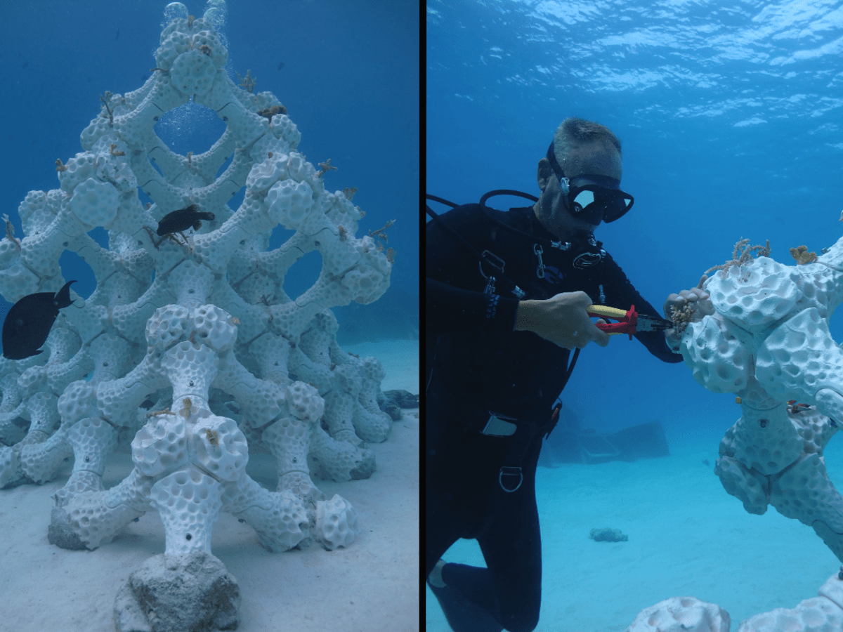 A New Approach to Marine Restoration: 3-D Printing Coral Reefs