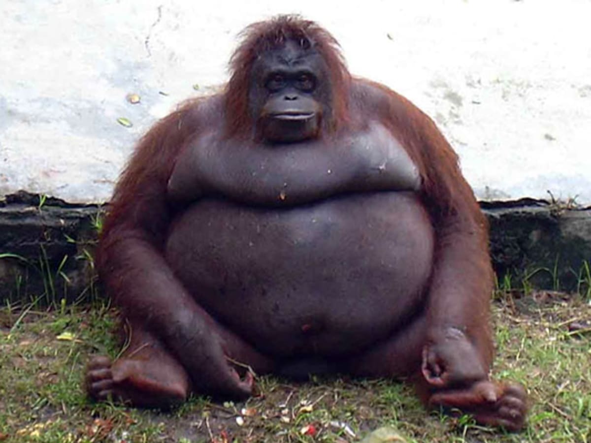 fat-orangutan.jpg