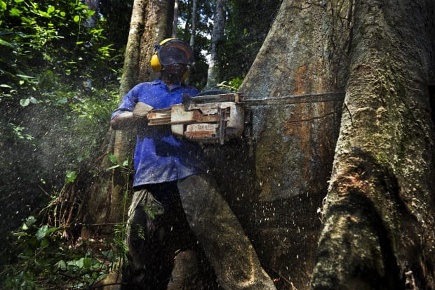 Sustainable logging in Cameroon.