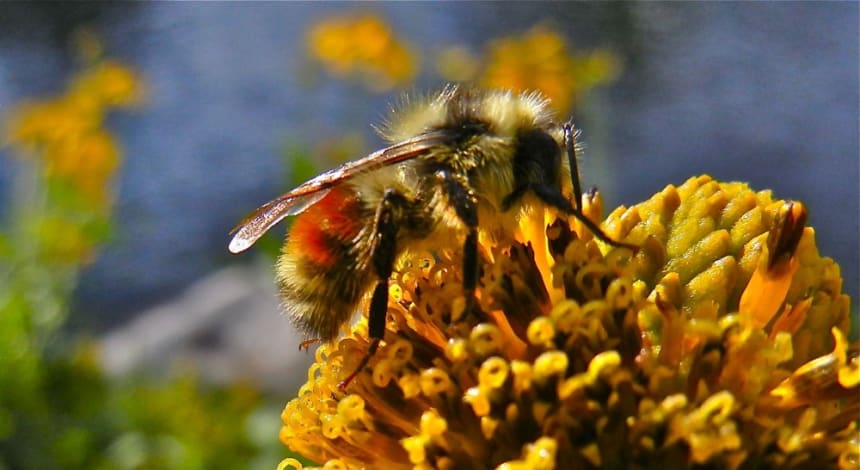 How You Can Help Save the Declining Global Bumblebee Population ...