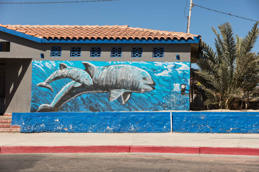 A mural of the endangered vaquita on a bathroom near downtown San Felipe, Mexico. The vaquita, although rarely ever seen, is an icon for tourism in the region.