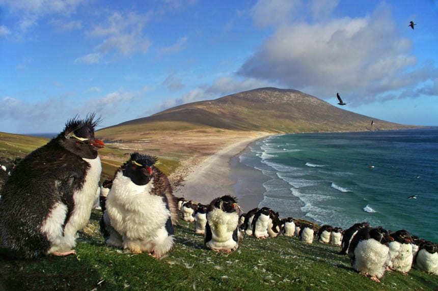 Колония южных пингвинов-рокхопперов на острове Сондерс, Фолклендские острова.
