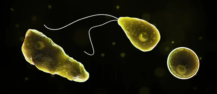 Computer-generated representation of the amoeba Naegleria fowleri, which causes deadly brain infections.