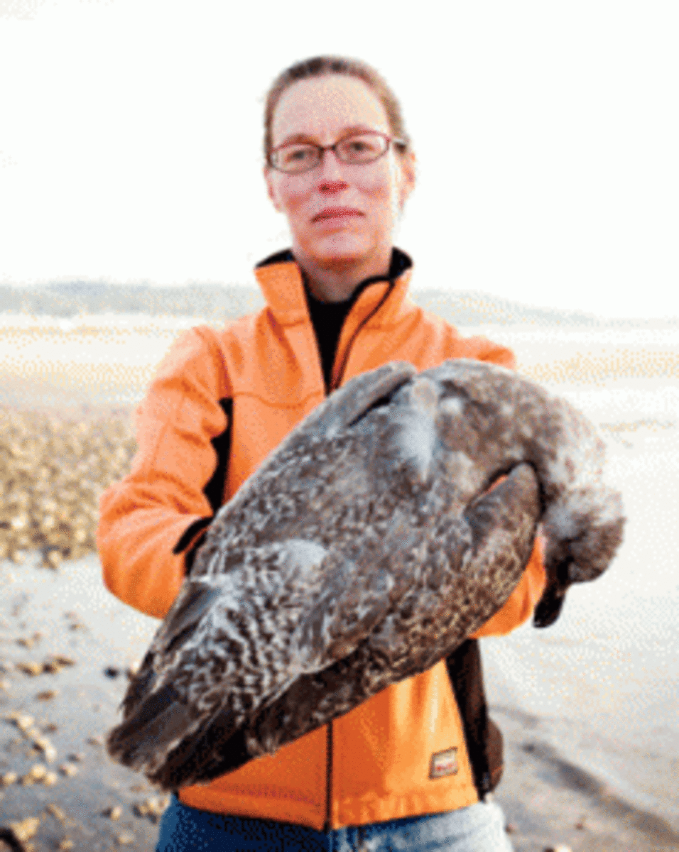 Julia Parrish with a juvenile glacous-winged gull. (Michael Hanson)