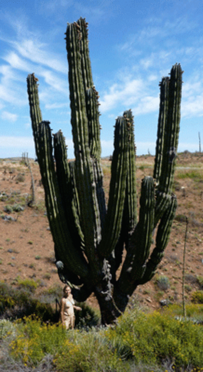 A cardon cactus can reach heights of 40 feet with a root system that can span 50 feet. (Kristian Beadle)