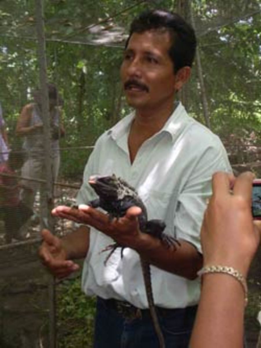 The owner of the iguana center, Emiliano, holds an iguana. Ecosta helps to finance the center with micro-loans. (Kristian Beadle)