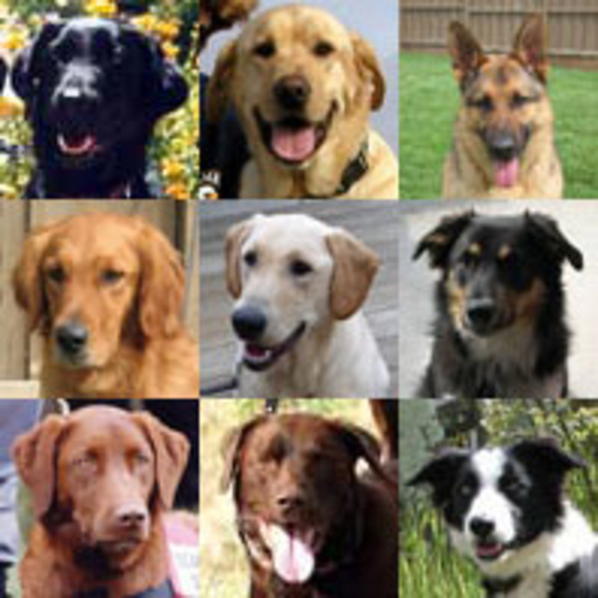 MEET THE SEARCH DOGSClick the image to read the pups' bios on the SDF website.