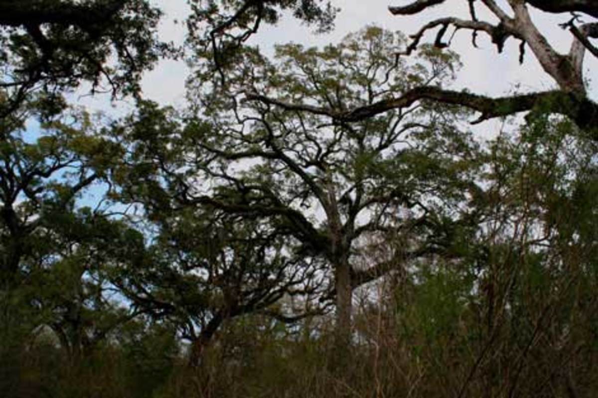 A sample of live oaks, which keep their leaves year round, unlike most oaks. (Wendee Holtcamp)