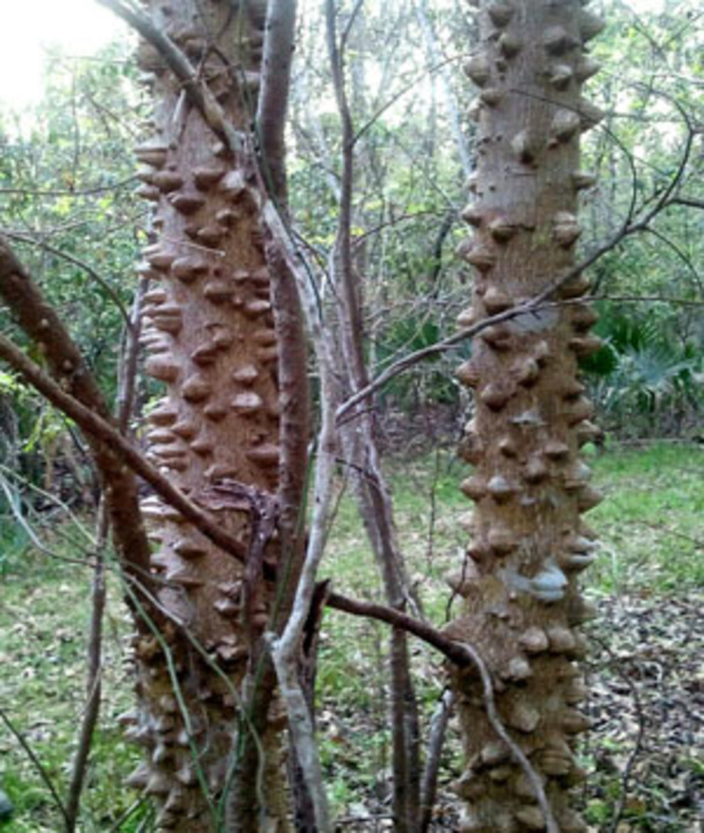 A devil's walking stick or toothache tree. (Wendee Holtcamp)