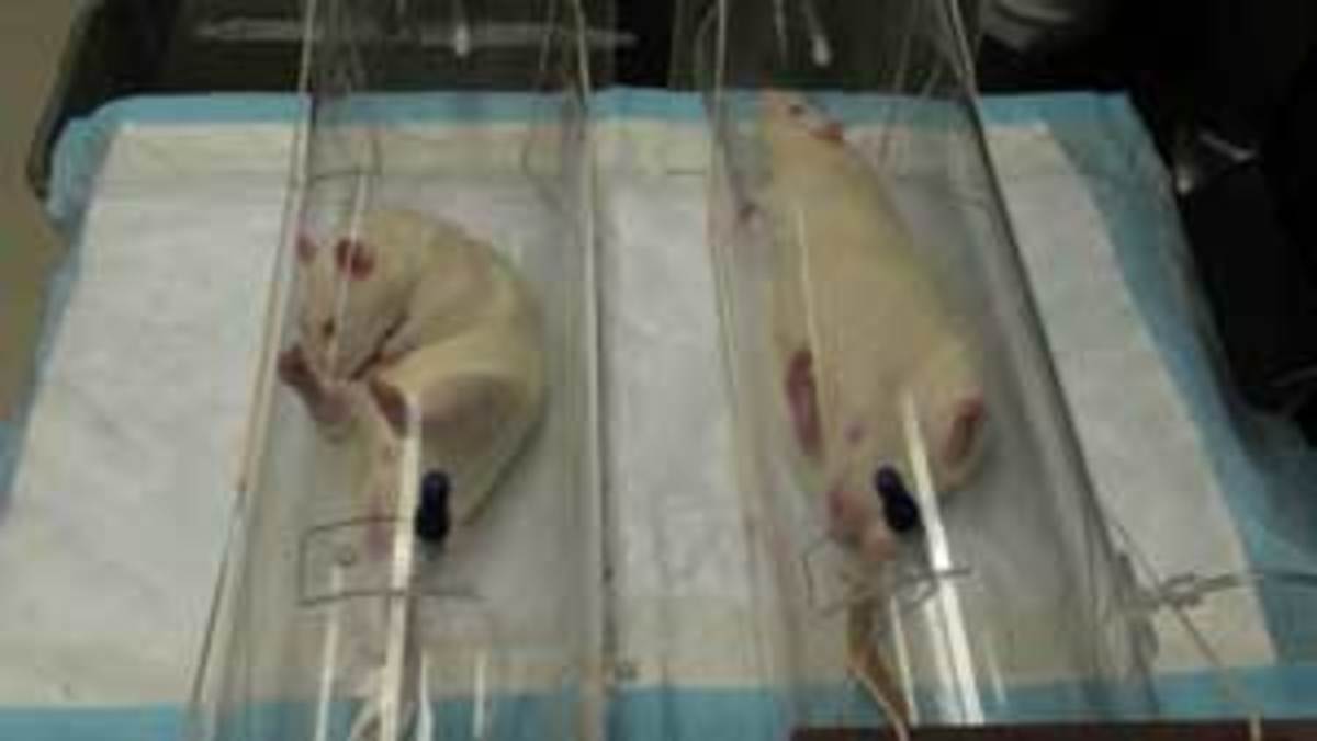 Thirty seconds later, rats who receive the maximum dose of Ritalin are awake and kicking, even while they continue to breathe in the anesthetic. (The journal Anesthesiology)