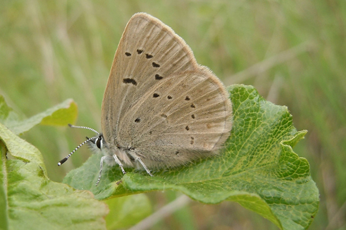 The endangered Fender's blue butterfly is found only in Oregon's Willamette Valley, where it depends on a particular plant, Kincaid's lupine, which in turn is under assault from agriculture and urbanization. (PHOTO: UNIVERSITY OF OREGON)