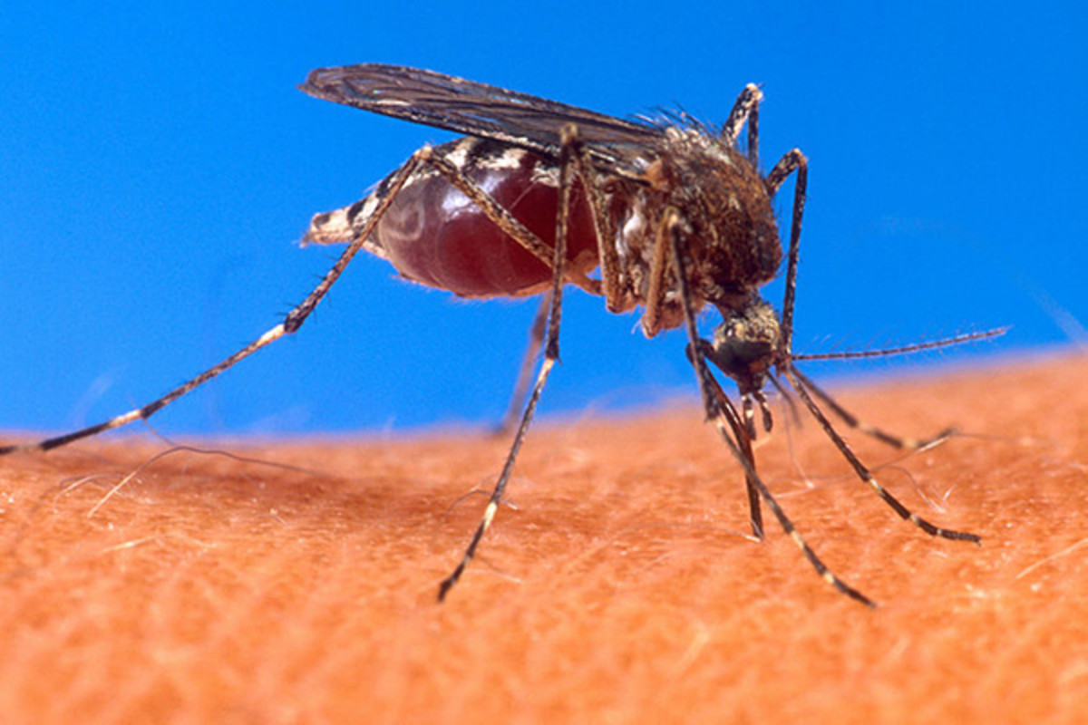 A mosquito feeding on a human host. (PHOTO: PUBLIC DOMAIN)