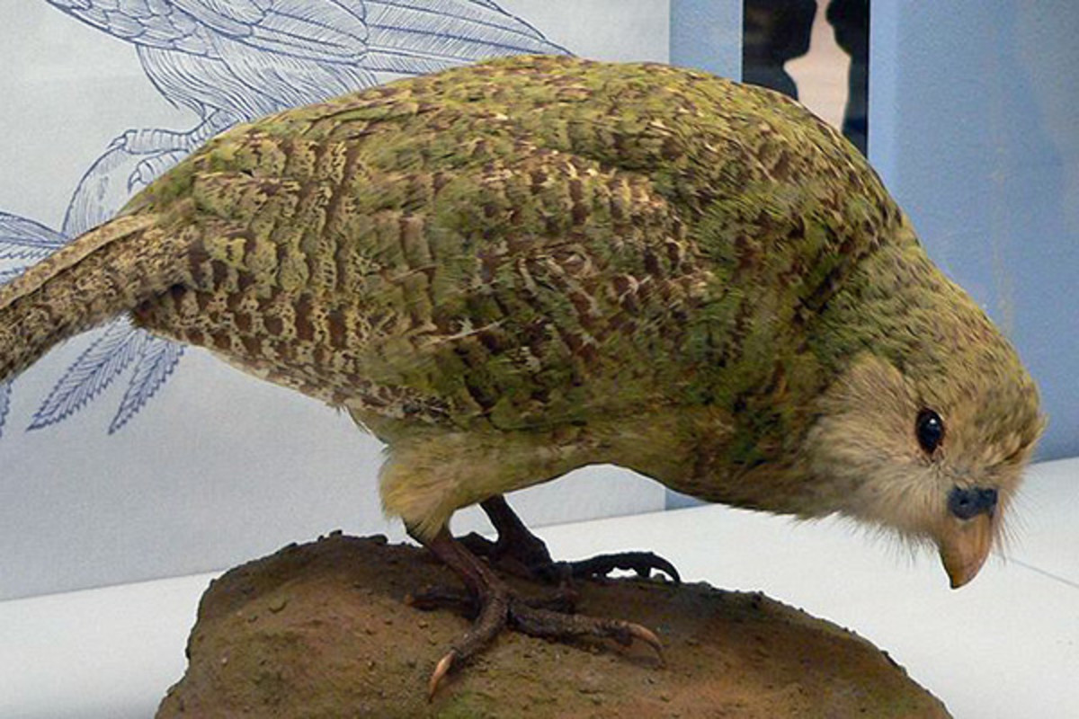 Thousands of kakapos have been collected for museums across the world. (PHOTO: BS THURNER HOF/WIKIMEDIA COMMONS)
