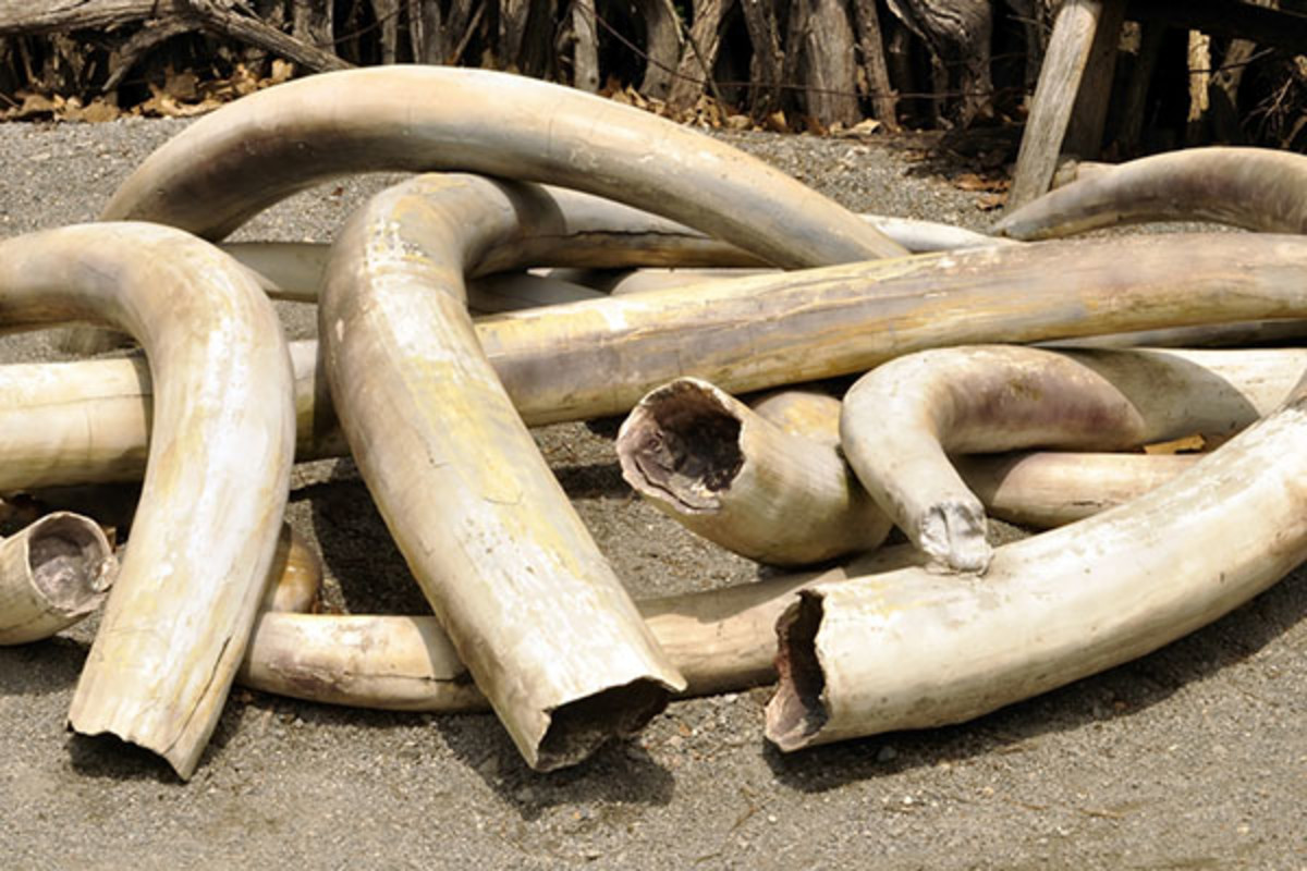 A pile of ivory tusks. (PHOTO: SVETLANA FOOTE/SHUTTERSTOCK)