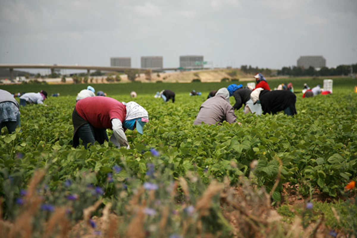 Migrant workers pick green beans in a field. (PHOTO: MIKELEDRAY/SHUTTERSTOCK)