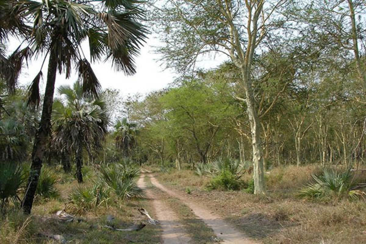 Vegetation in Gorongosa National Park. (PHOTO: PUBLIC DOMAIN)