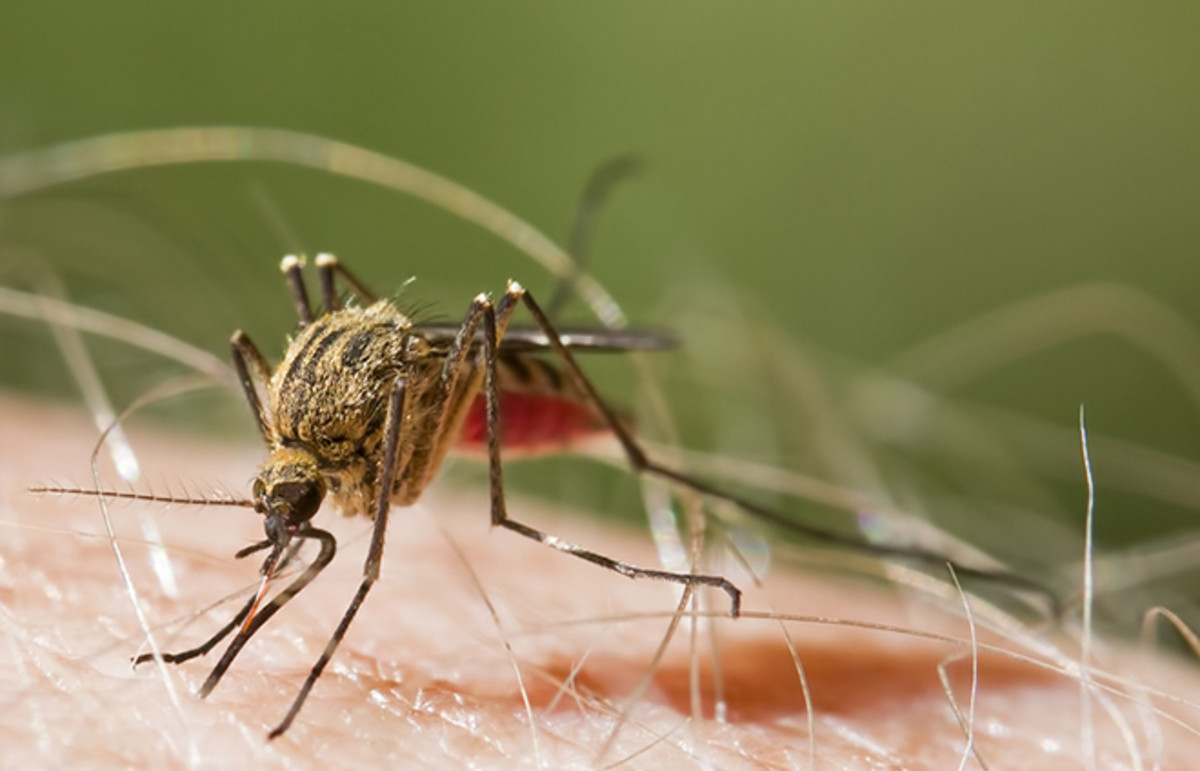 Mosquito. (Photo: Rolf E. Staerk/Shutterstock)