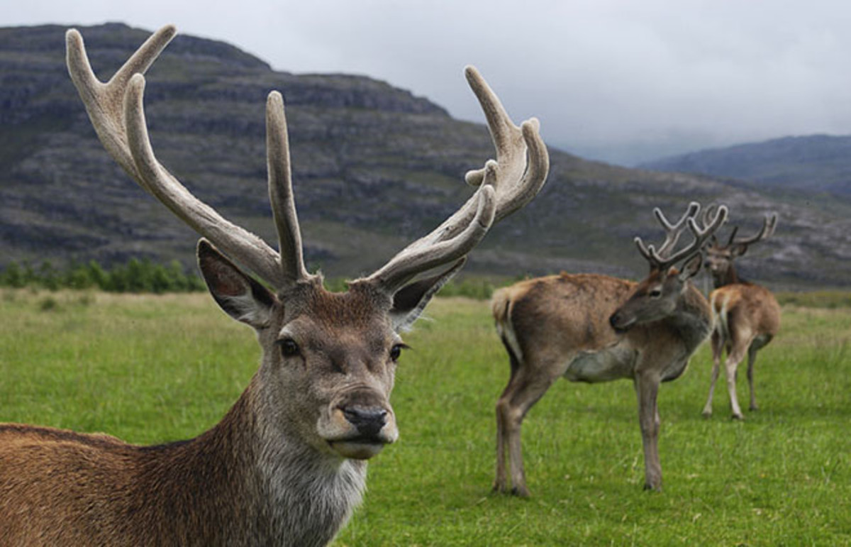Red deer stag with velvet antlers. (Photo: Mehmet Karatay/Wikimedia Commons)