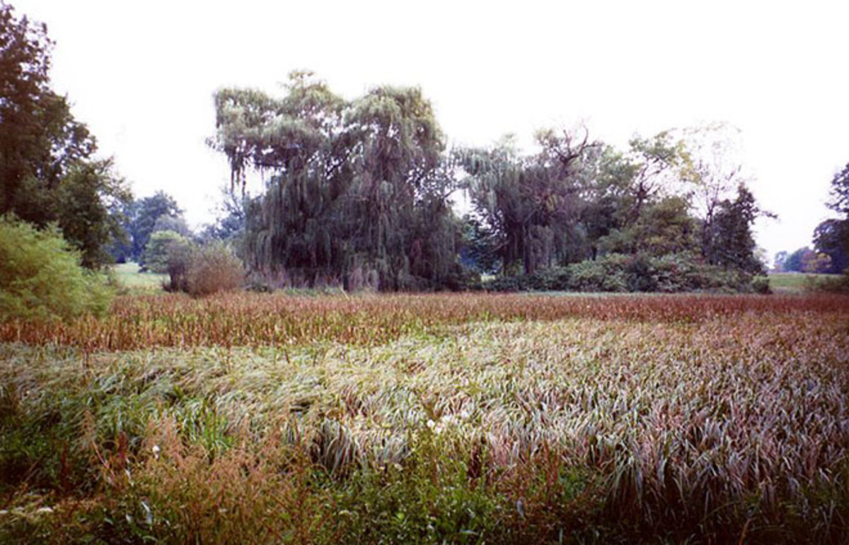 A restored grassland ecosystem at Morton Arboretum in Illinois. (Photo: Dustin M. Ramsey)