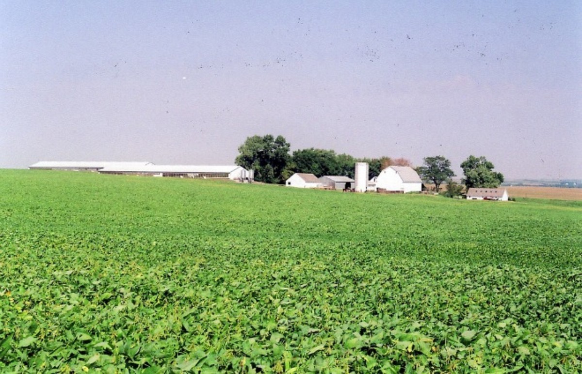 Soybean field in Iowa. (Photo: Don Graham/flickr)