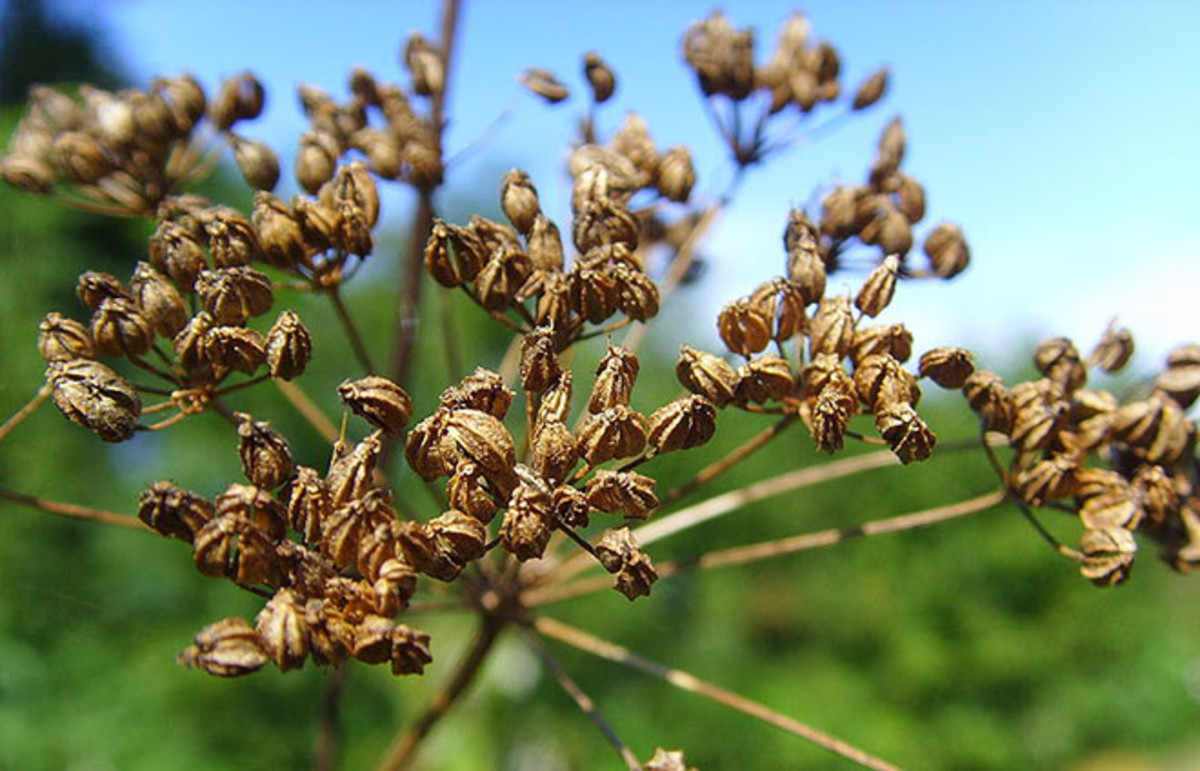 Hemlock seed heads in late summer. (Photo: Public Domain)