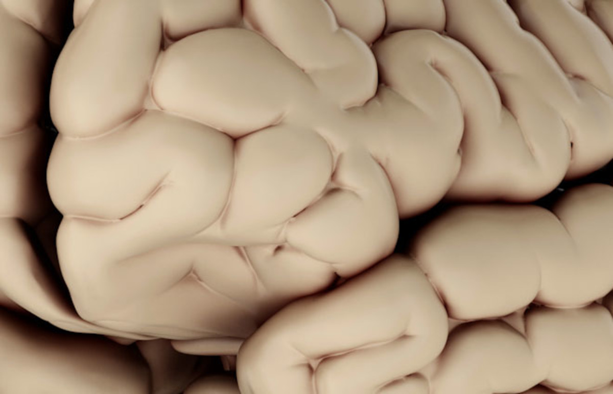 A 3-D illustration of a human brain. (Photo: vasabil/Shutterstock)