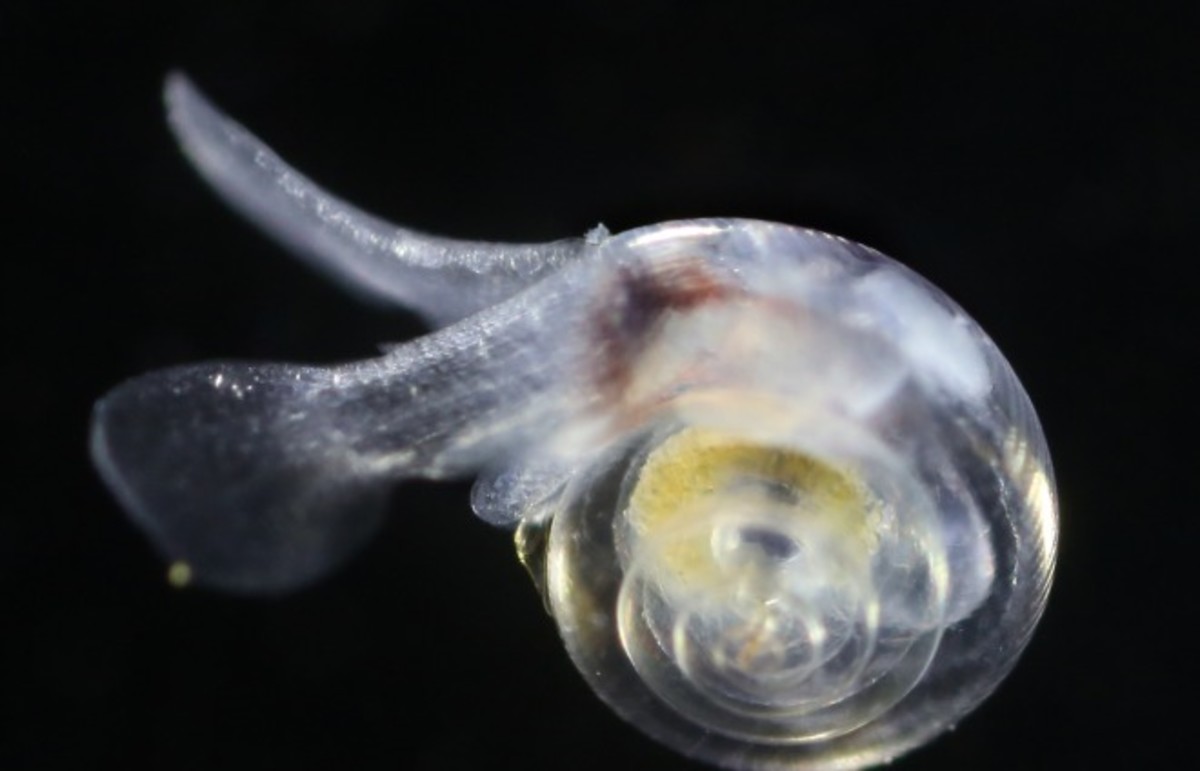A healthy sea snail. (Photo: NOAA)
