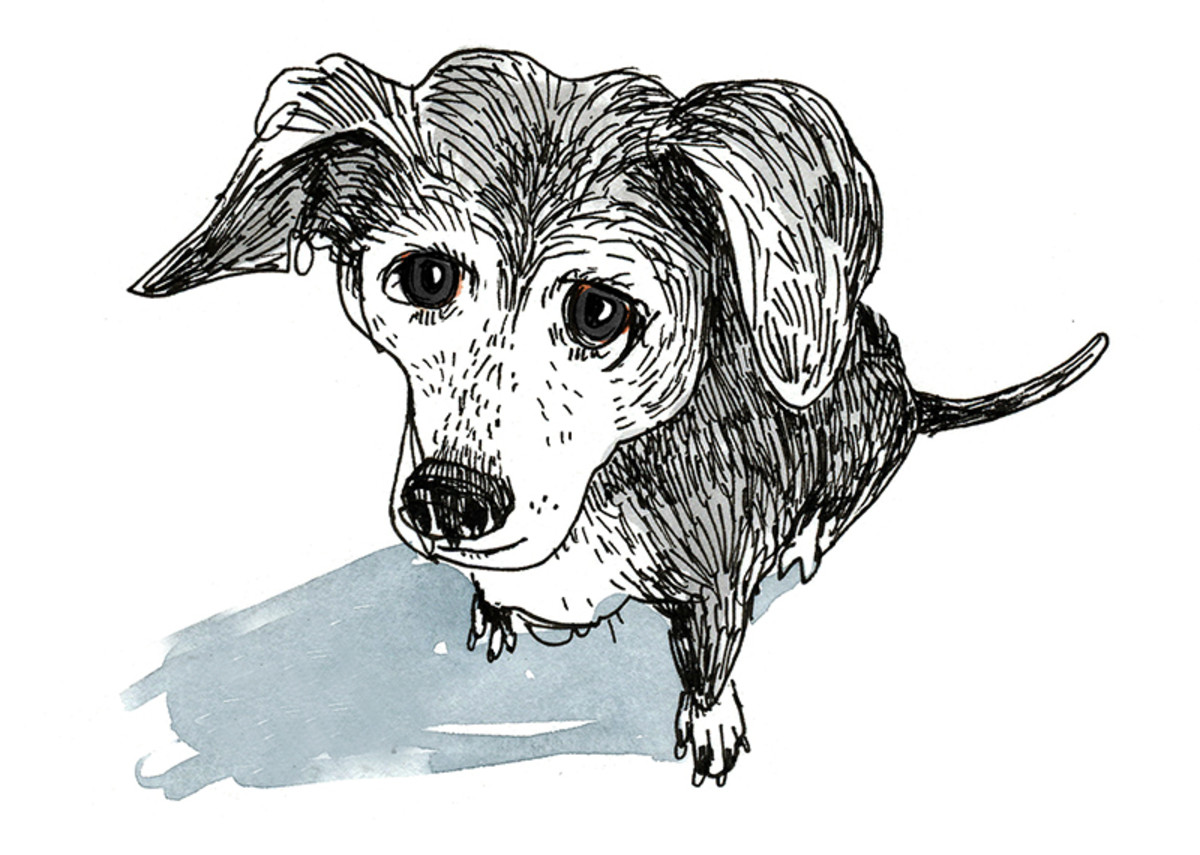 Illustrated Dogs | Pet Portrait Artist (@illusdogs) • Instagram photos and  videos