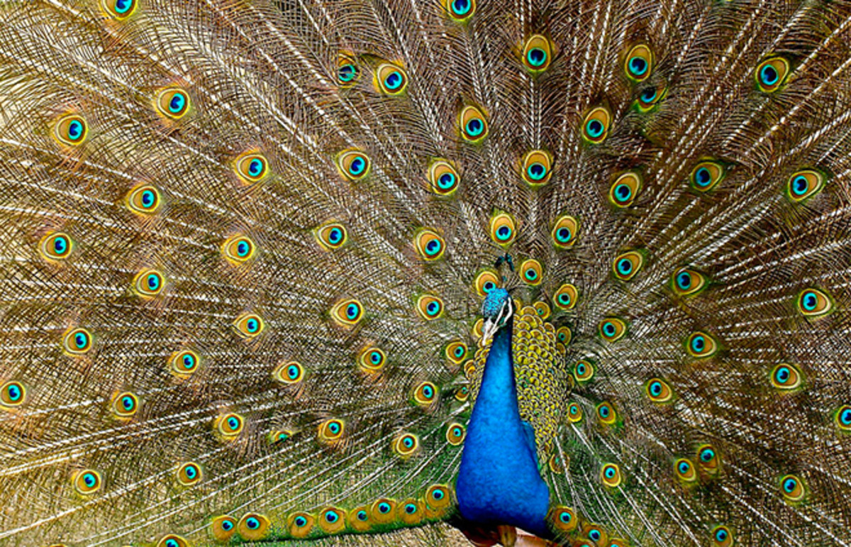 Male Indian peacock on display. (Photo: Jebulon/Wikimedia Commons)