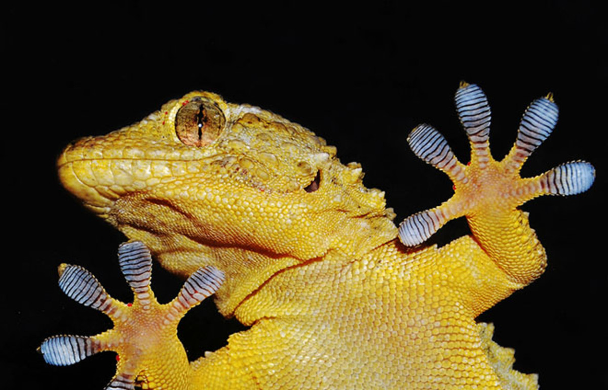 Gecko. (Photo: nico99/Shutterstock)