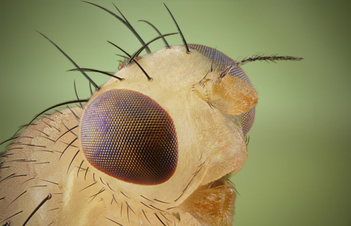 Image of the Day: Fruit Fly Eye