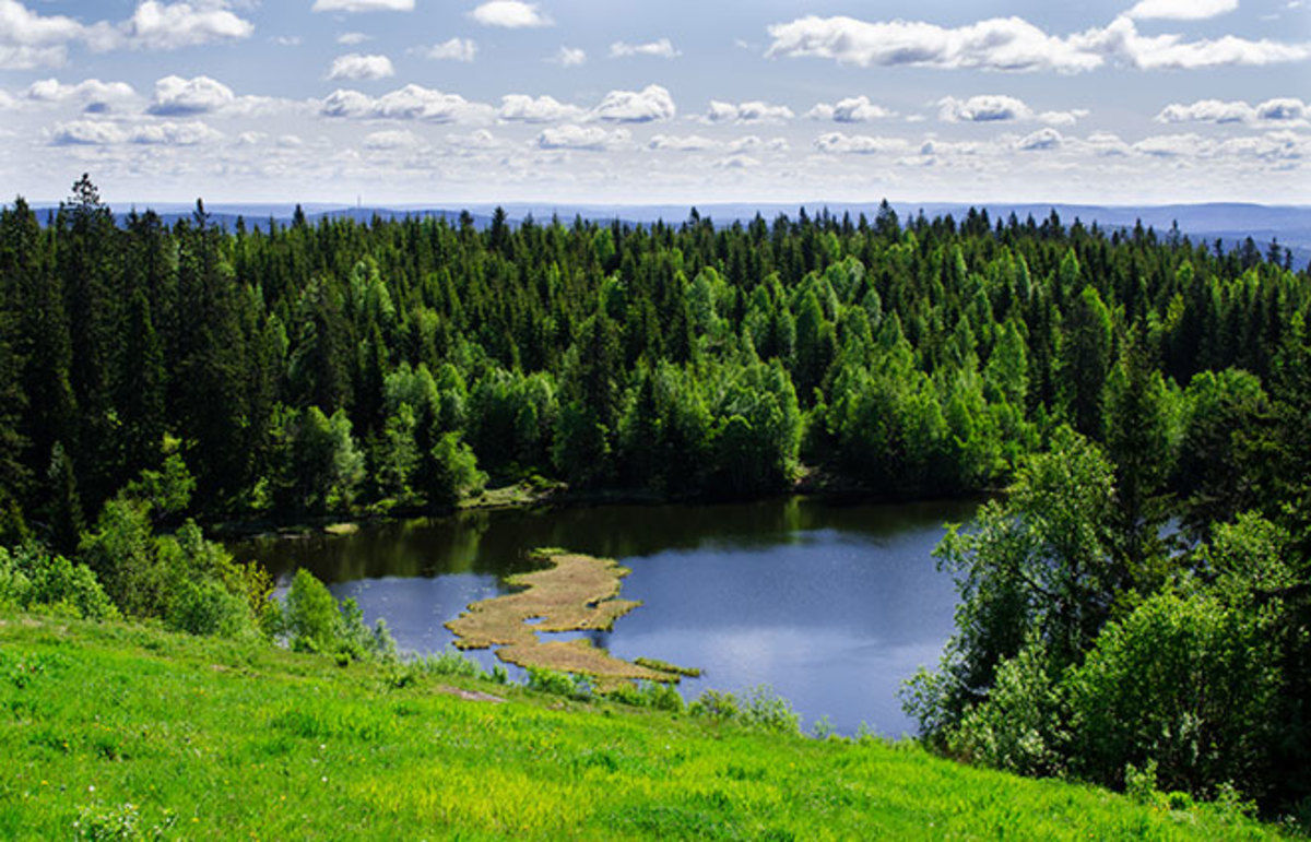 Forest in Oslo, Norway. (Photo: Nanisimova/Shutterstock)