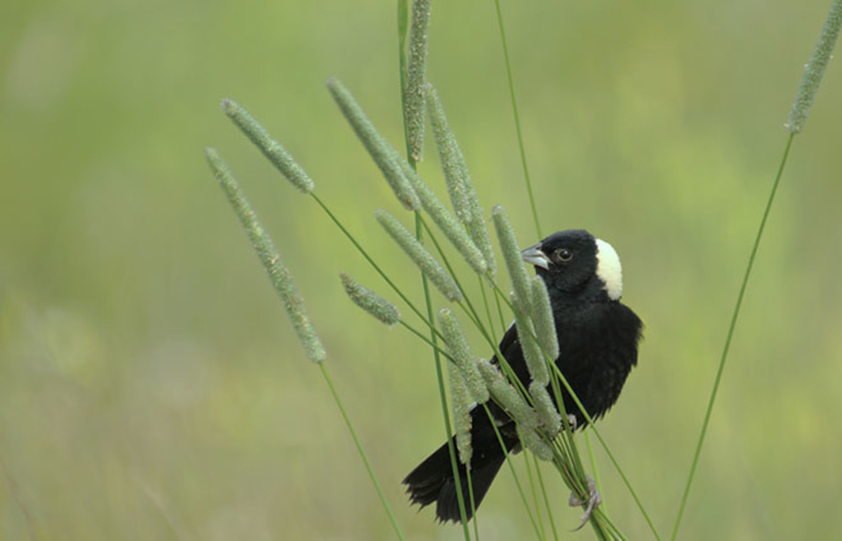 Studying the bobolink, researchers discovered primary nests housing youngsters sired by more than one male. (Photo: David Watkins/Shutterstock)