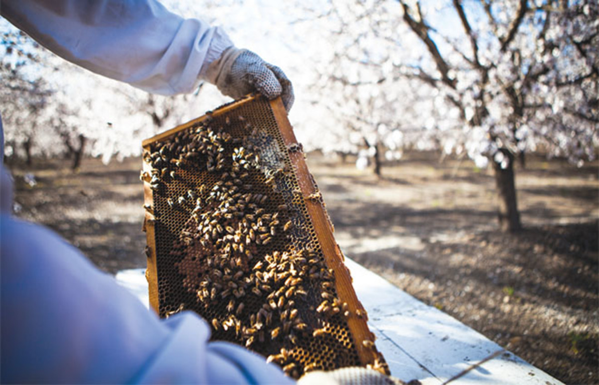GOLDEN STATE: A hive for almond pollination in California rents for 50 percent more than it did a decade ago. The Brownings make about $3 million for a month in the state. (Photo: Max Whittaker/Prime)