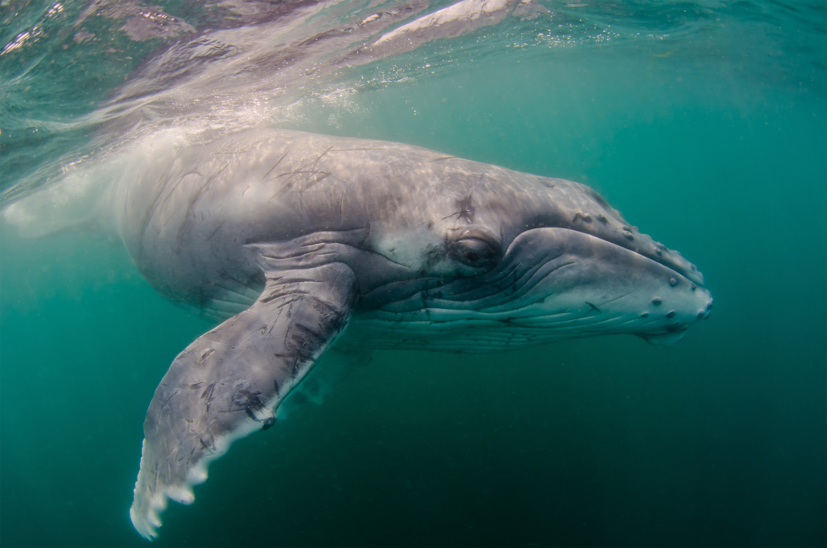 A humpback whale calf swimming in the Indian Ocean. (Photo: Joost van Uffelen/Shutterstock)