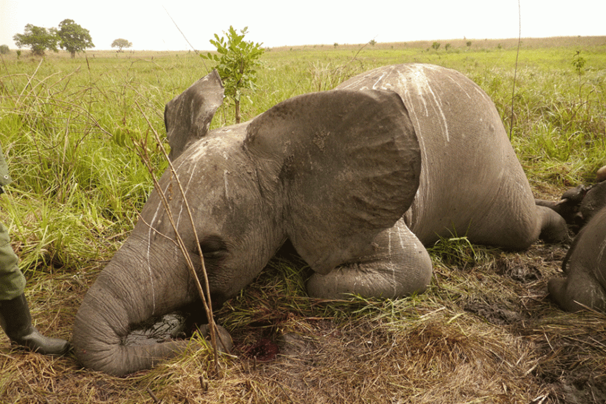A ranger examines the carcass of a young  elephant, one of 22 killed by poachers in Garamba in March 2012. The  poachers flew away with ivory worth more than $1 million. (Photo: Nuria Ortega/African Parks Network)