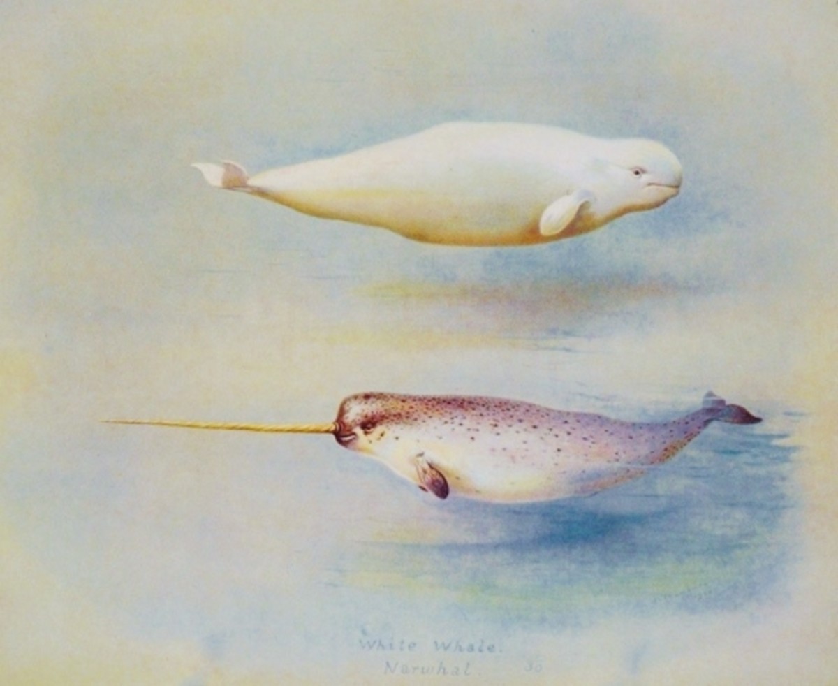 A narwhal and a beluga, its closest living relative.