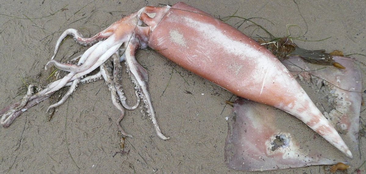 A Humboldt squid that washed up on a Santa Barbara, California, shoreline. (Photo: Public Domain)