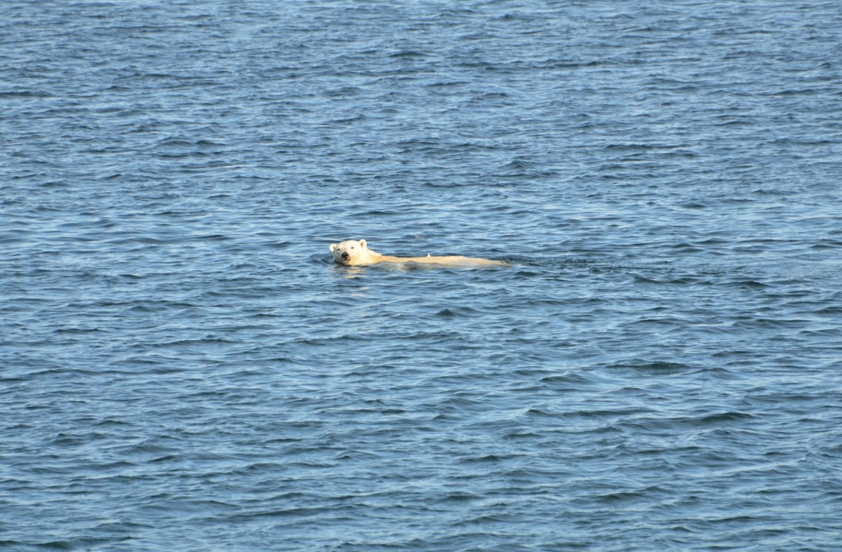Polar bears spend much of their lives in and around water. (Photo: Brian Battaile/U.S. Geological Survey)